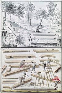 Different Species of Tree and Sawing Logs, from 